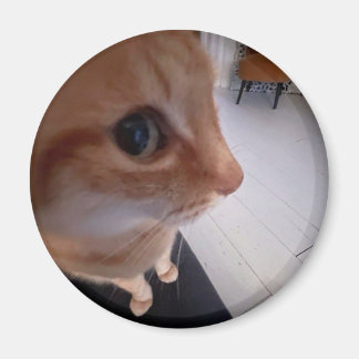 Aimant Mème du chat regard de côté