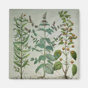 Aimant Menthe : Crispa de Mentha