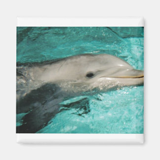 Aimant Mer Bleue Dophin