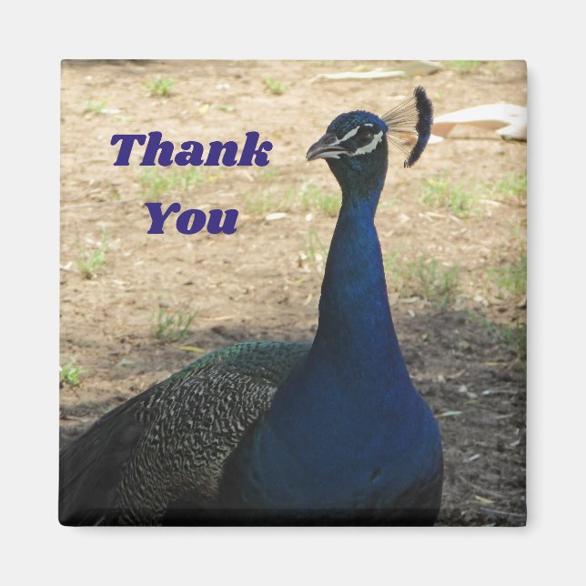 Aimant Merci Homme Peacock Photo Appréciation (Devant)