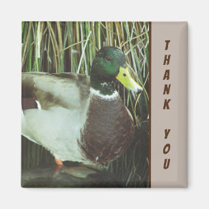 Aimant Merci Mallard Canard Photo Nature Lake Bird