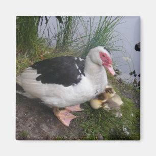 Aimant Mère de canard de Muscovy avec des canetons