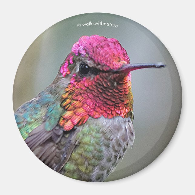 Aimant Merveilleux colibri d'Anna masculine dans un palmi (Devant)
