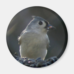 Aimant Mésange tuftée