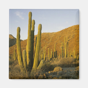 Aimant Mexique, Basse-Californie, île Santa Catalina, Mer