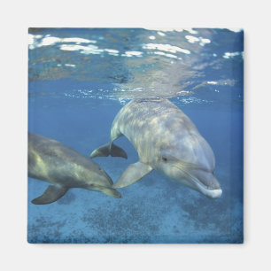 Aimant Mexique, Cozumel. Grand dauphin, Tursiops 5