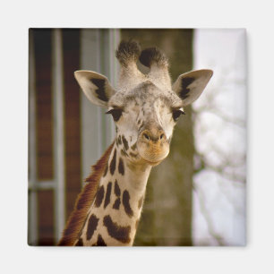 Aimant mignon de photo de girafe