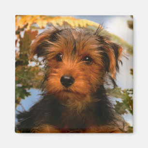 Aimant Mignonne Chien Chien Maman Amoureux des chiens Air