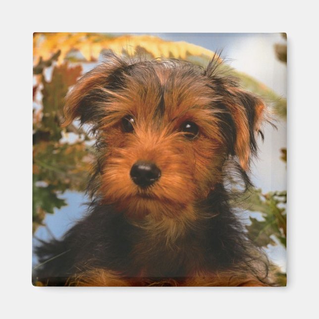 Aimant Mignonne Chien Chien Maman Amoureux des chiens Air (Devant)