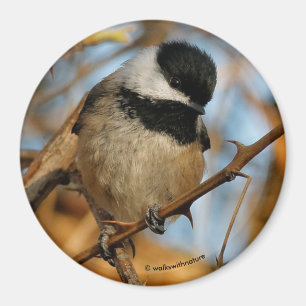 Aimant Mignons Chickadee à carapace noire