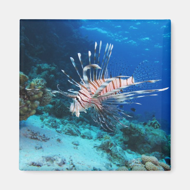 Aimant Miles de poissons-lions ou de ptérois, poissons de (Devant)