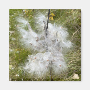 Aimant Milkweed Papillon Bureau