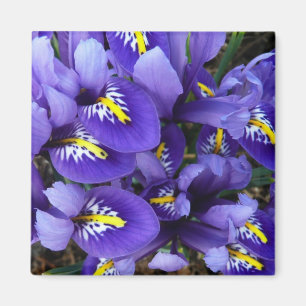 Aimant Miniature Bleu Irises Printemps Floral
