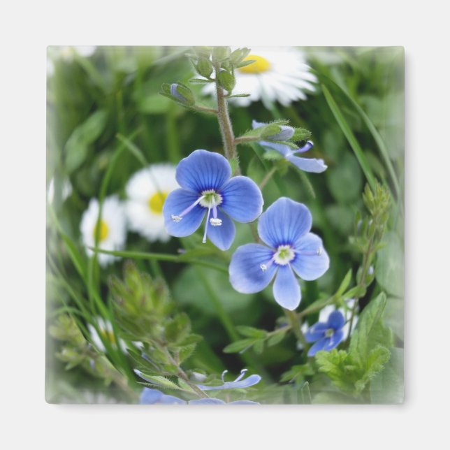 Aimant minuscules fleurs bleues (Devant)
