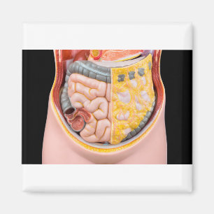 Aimant Modèle de l'abdomen humain avec intestins