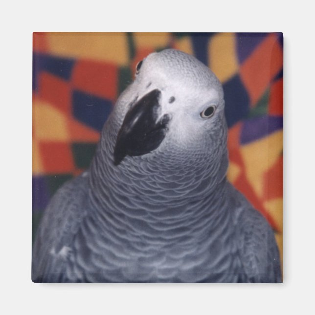 Aimant Mojo (Devant)