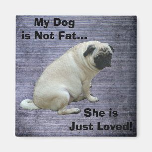 Aimant Mon chien n'est pas gros carlin