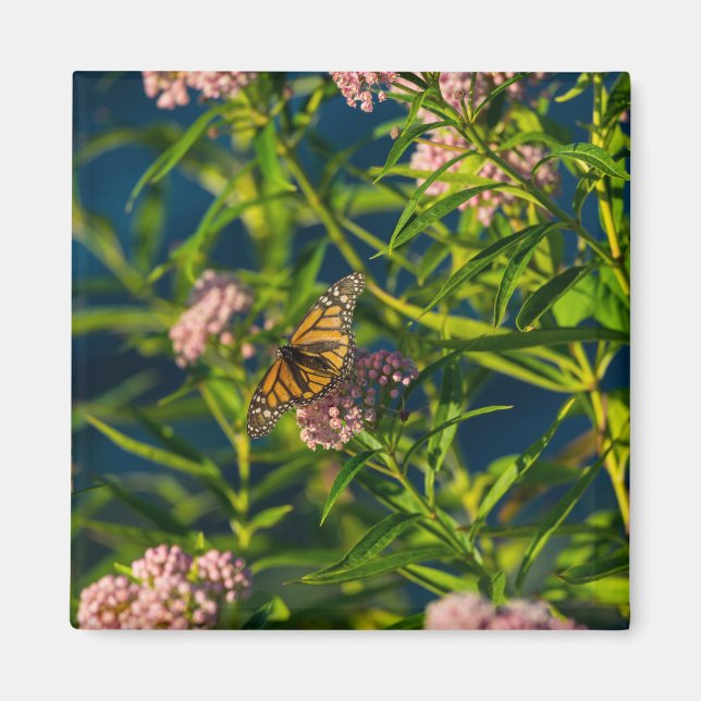 Aimant Monarque Et Milkweed (Devant)
