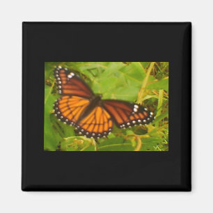 Aimant Monarque orange