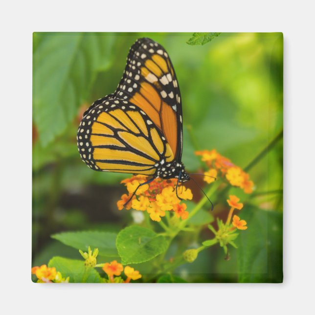 Aimant Monarque Sur Lantana (Devant)