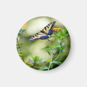 Aimant Monde papillon