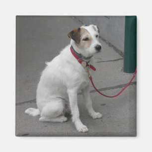 Aimant Mongrel blanc doux
