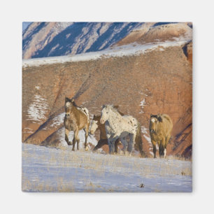 Aimant Montagnes Big Horn, Chevaux courant