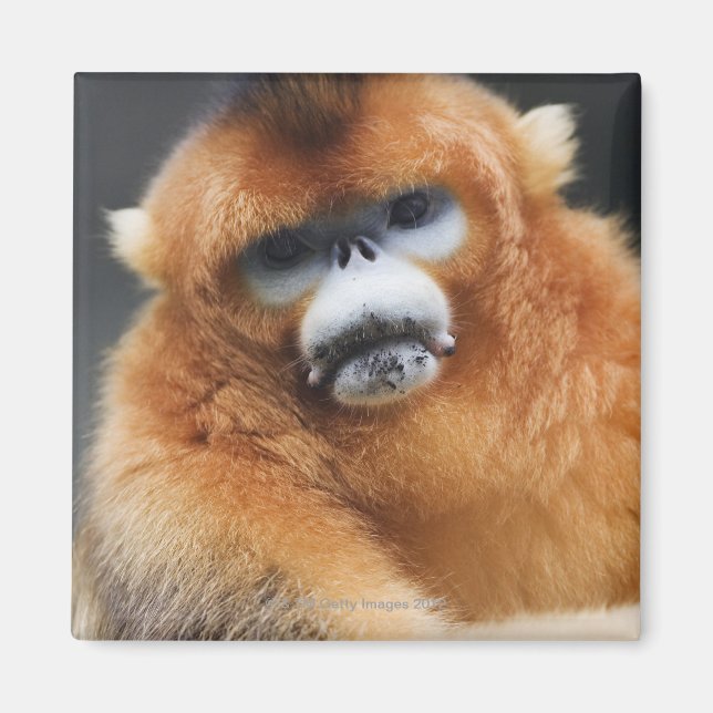 Aimant Montagnes Qinling (Devant)