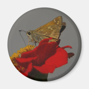Aimant Moth