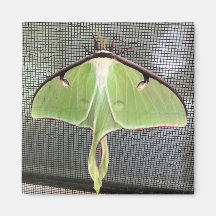 Mothée lunaire