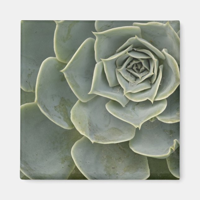 Aimant Motif de cactus (Devant)
