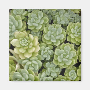 Aimant Motif de plante Sedum