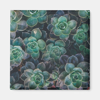 Aimant Motif Succulent