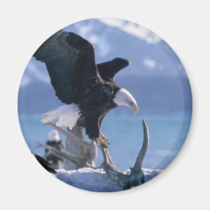 Aimant mouche de l'aigle2