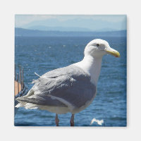 Aimant : Mouette à ailes glauques