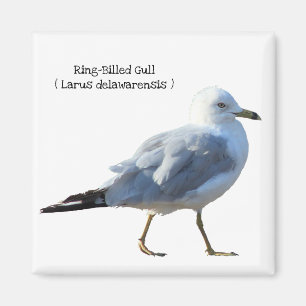 Aimant Mouette Anneau-Affichée