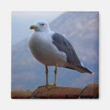 Mouette posée en paroi