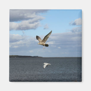 Aimant Mouettes en vol