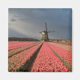 Aimant Moulin à vent avec les tulipes roses au printemps