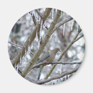 Aimant Mourning Dove