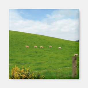 AIMANT MOUTON!