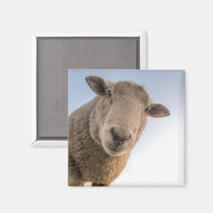 Aimant Mouton regardant vers le bas