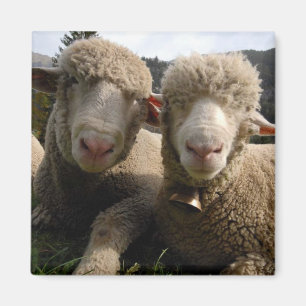 Aimant Moutons mignons