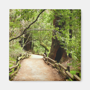 Aimant Muir Woods Path II Nature Photography