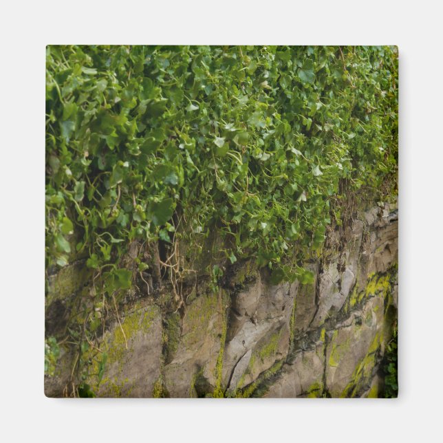 Aimant Mur D'Ivy (Devant)