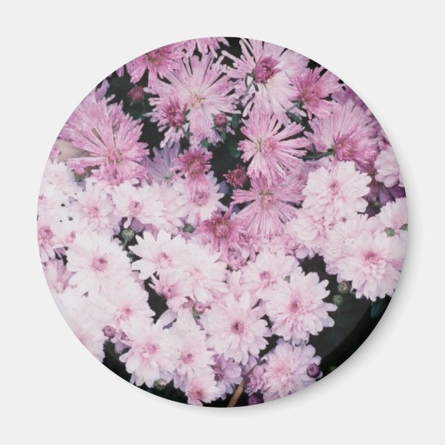 Aimant mûres pourpres (Devant)