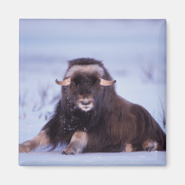 Aimant muskox, Ovibos moschatus, jeune taureau (Devant)