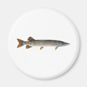 Aimant Musqué - Muskellunge