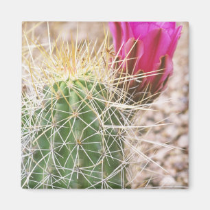Aimant N.A., États-Unis, AZ, Phoenix, Jardin botanique du