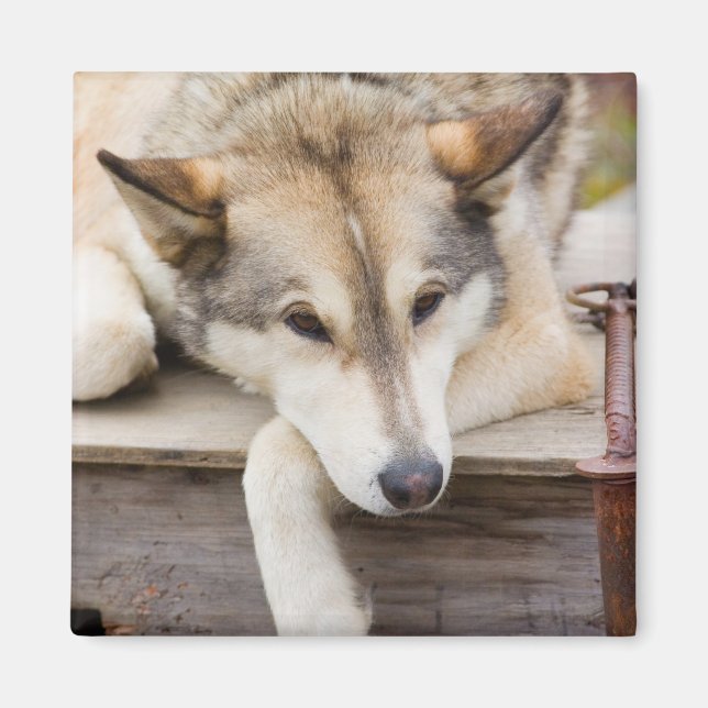 Aimant N.A., USA, Alaska. Chiens Husky (Devant)
